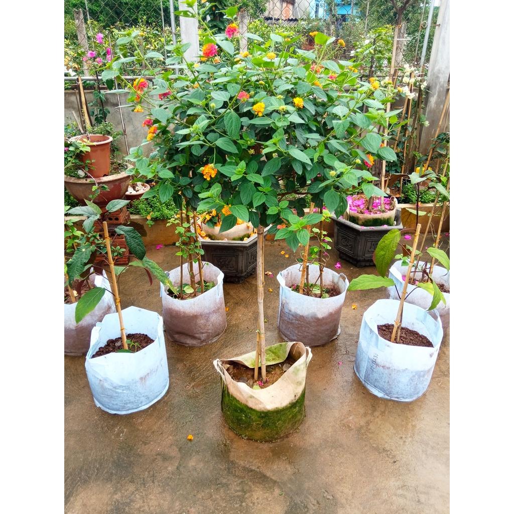 Cây Ngũ Sắc Dáng Tree Hoa Quanh Năm Siêu Đẹp 981SP