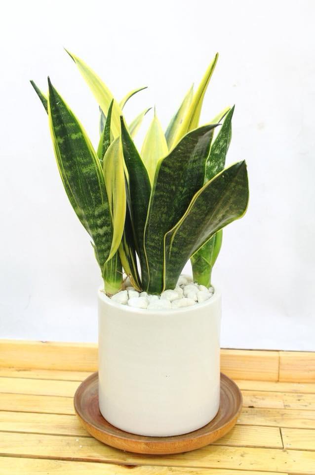 CÂY LƯỠI HỔ SIÊU LÙN SIÊU ĐẸP HÀNG THÁI,CÂY PHONG THỦY ĐỂ BÀN VƯỢNG KHÍ CHO GIA CHỦ