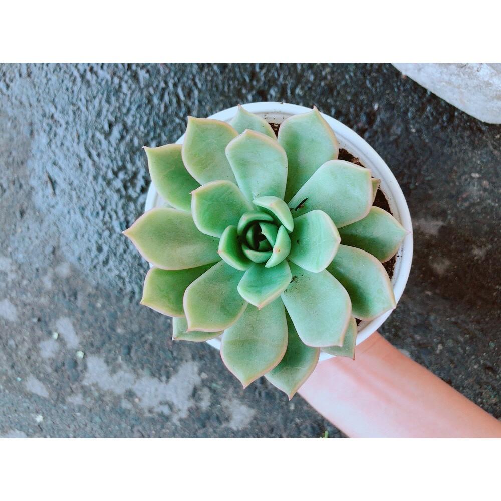 Sen Đá Hồng Cánh Cứng