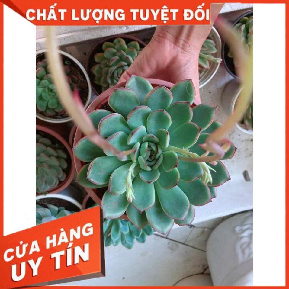 Sen đá viền hồng kèm chậu sứ trắng Nhiều Người Mua