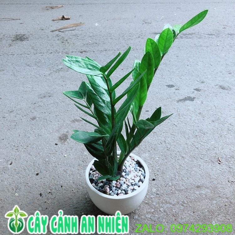 Chậu Cây Kim Tiền Thái