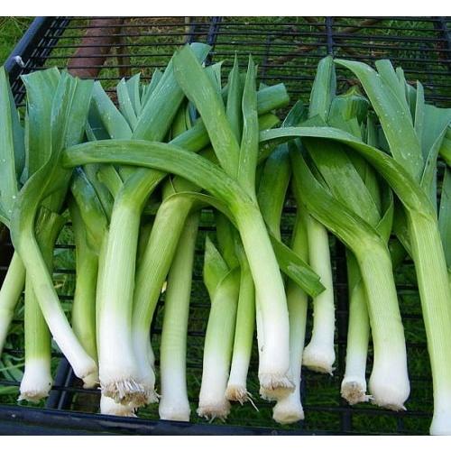 Hạt Giống Hành Baro/ Tỏi Tây Năng Suất Thơm Ngon 1gr