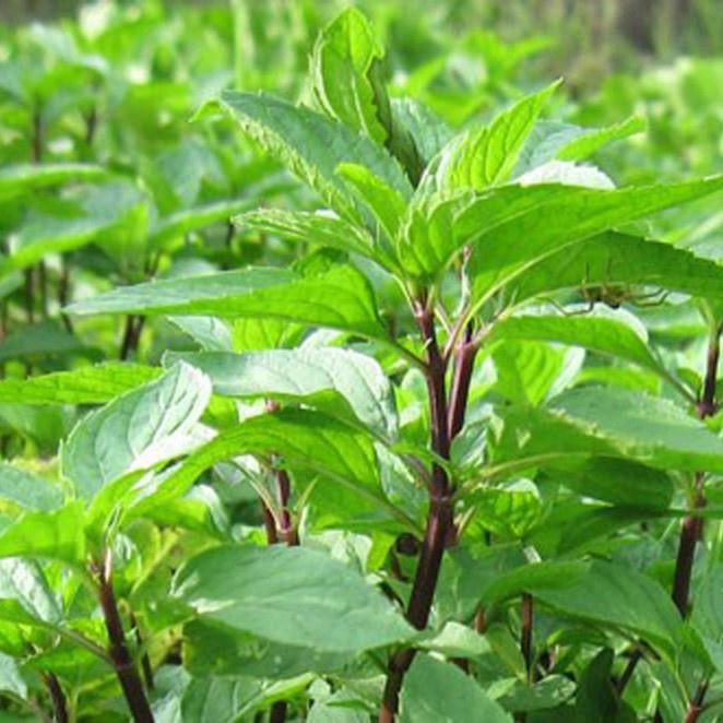 Hạt Giống Rau Húng Quế 10gr Dễ Trồng Sinh Trưởng Mạnh