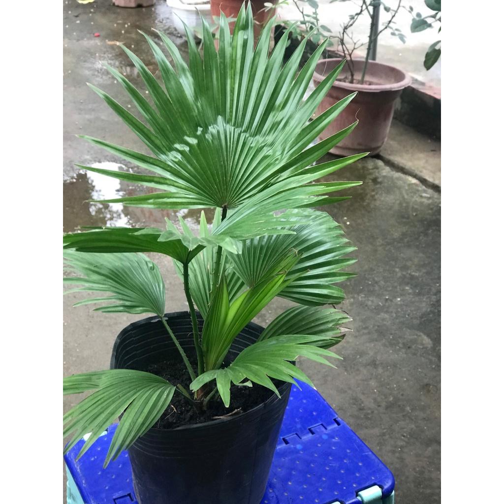 Cây GIỐNG CỌ CẢNH *
