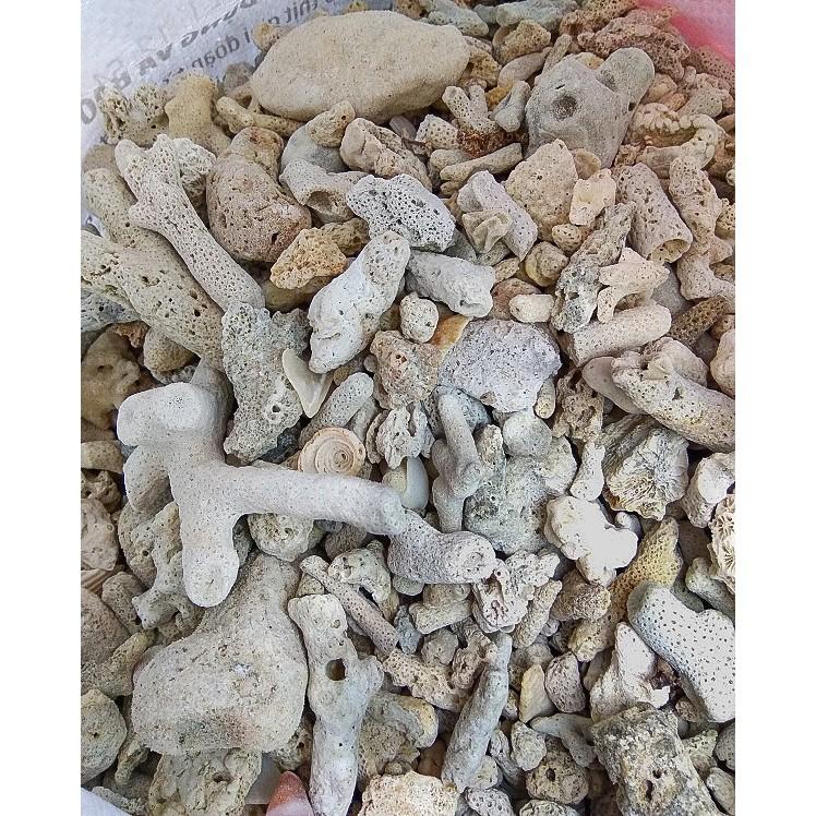 San hô vụn lọc nước bể cá cảnh,bể hải sản-Vật liệu lọc tuyệt vời cải tạo nước tốt, tăng PH cho hồ cá, bể cá