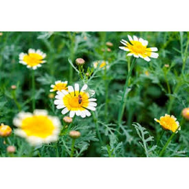 Hạt giống cải cúc 15gr