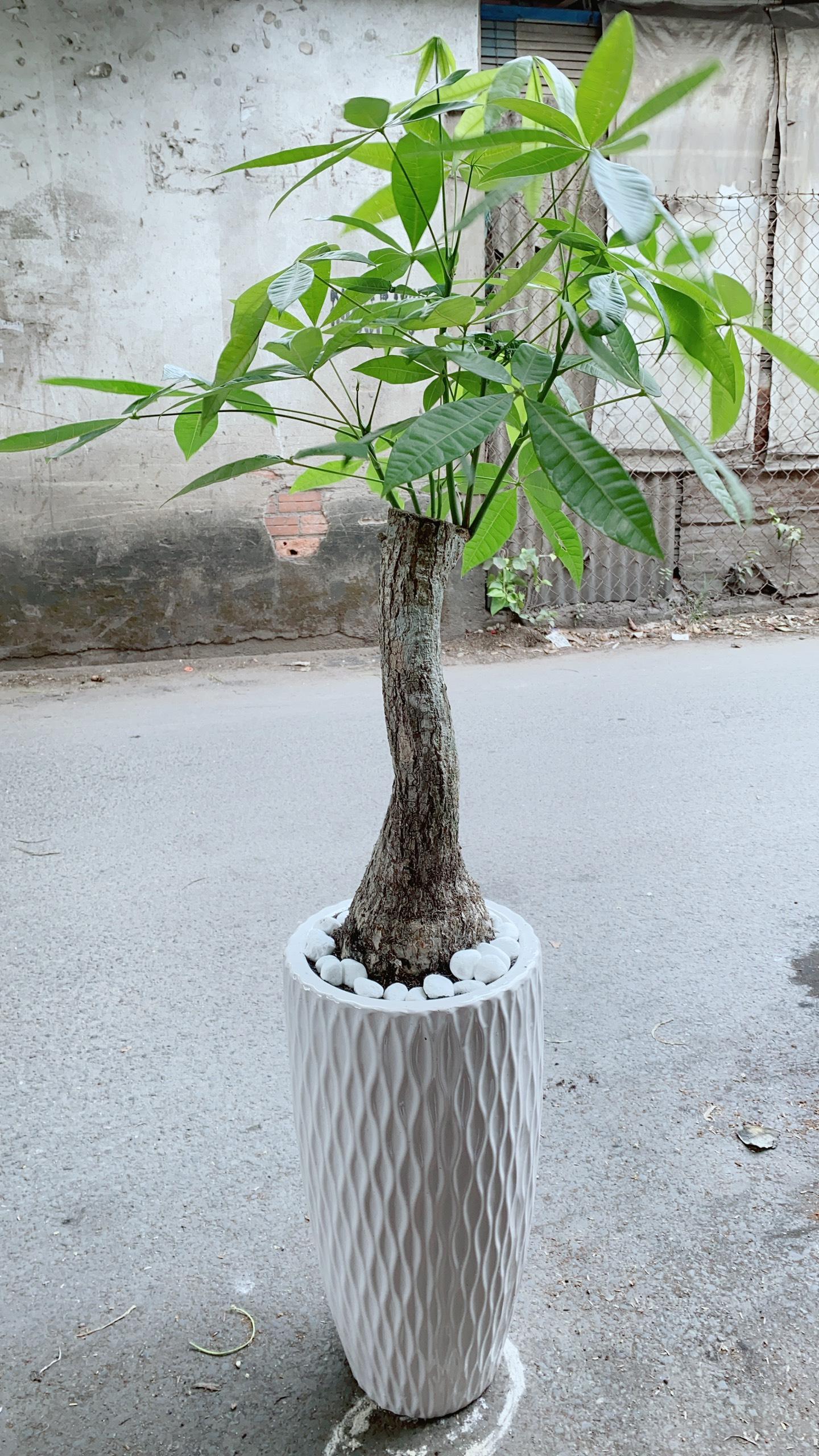 Chậu Kim Ngân Một Thân Lớn