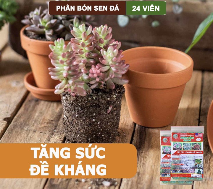 Phân Bón Sen Đá, Xương Rồng , Dạng Viên, Cho Cây Mọng Nước, Kích Rễ, Lên Màu Chuẩn Đẹp - Gói 24 Viên