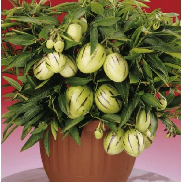 Hạt dưa pepino nam Mỹ siêu quả