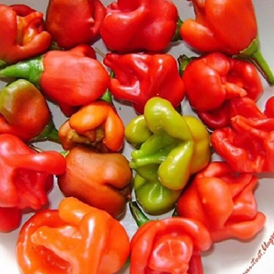 Combo 2 gói Hạt Giống Ớt Chuông Gió hoa hồng -1 gói 20 hạt-tặng kèm gói phân bón lót