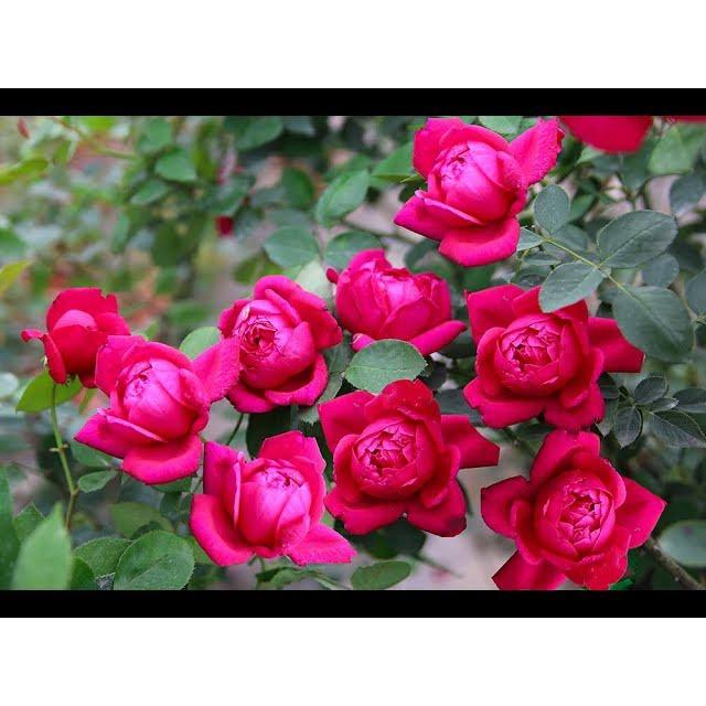 Cây hồng nhung cổ cao 35cm