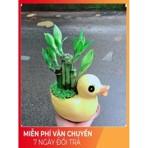 Chậu Trúc Phát Tài Vịt Vàng