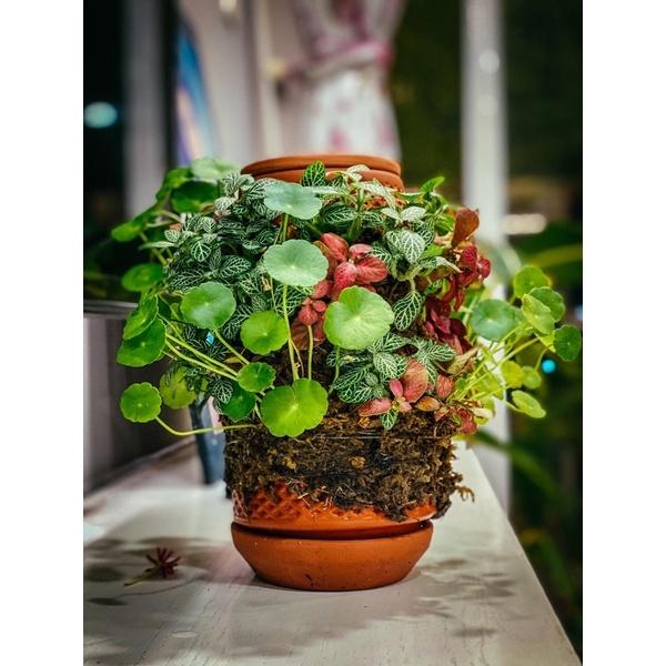 Tháp cây đứng TERRAPLANTER gốm trồng cây dương sỉ rêu tự thẩm thấu thủy canh nhiều lỗ DOOA TERRARIUM - TERRA-02