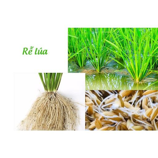 Phân bón Siêu lân đỏ + kali kích thích đỉnh sinh trưởng - tăng ra rễ, phân hóa hoa, nhanh đậu quả