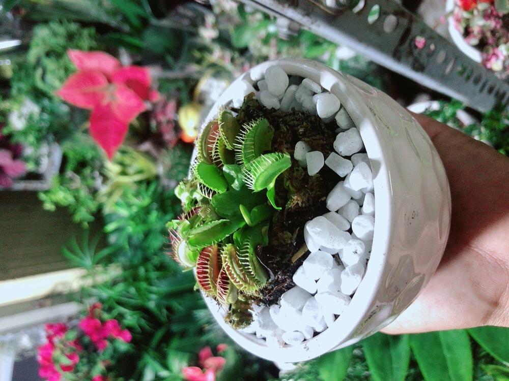 Chậu cây Bắt Mồi