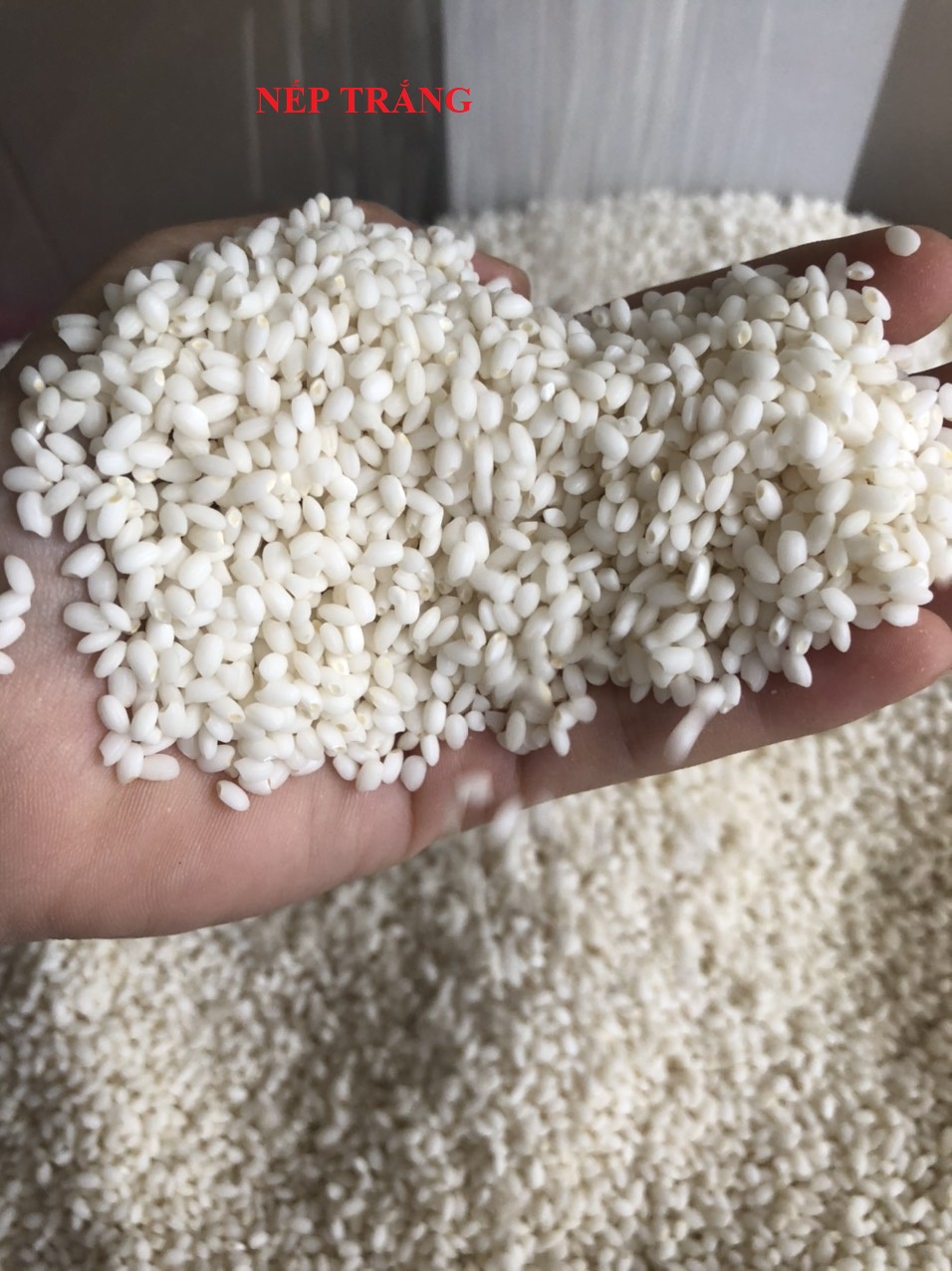 GẠO NẾP NHẬT HOKKAIDO HAKUCHO MOCHI