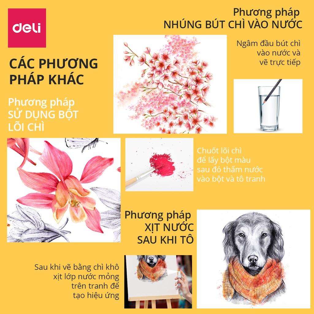 Bút chì màu cao cấp Deli dạng cốc - 24 màu/36 màu/72 màu - 68100/68101/68114