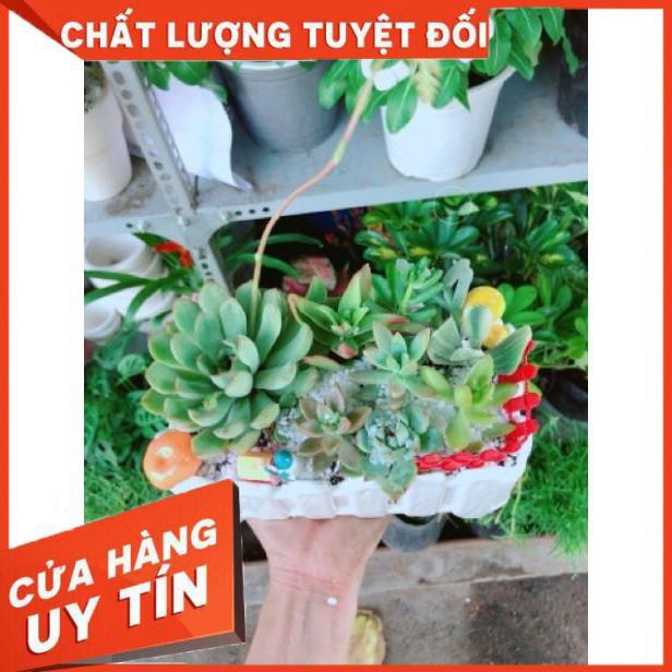 Chậu sen đá mix tiểu cảnh