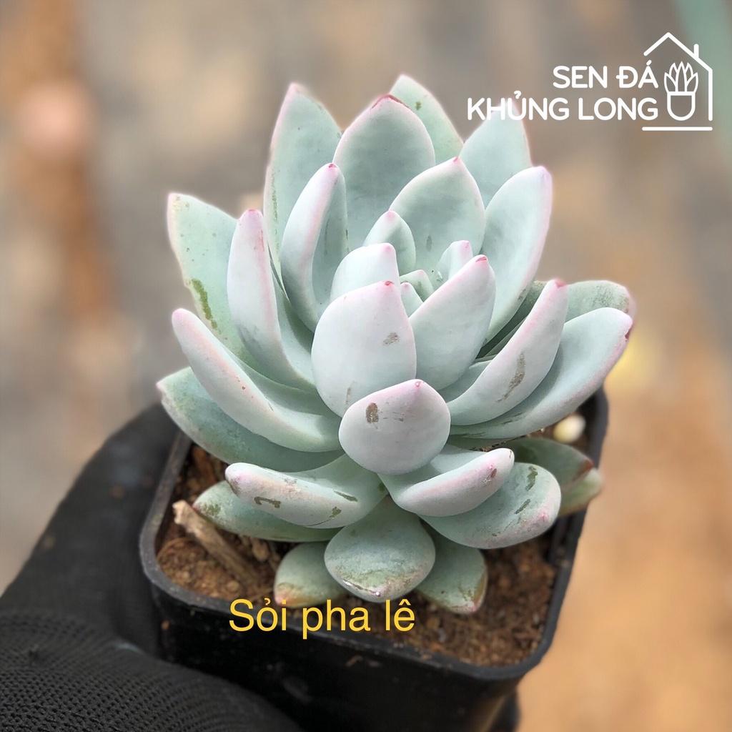 Sen đá Sỏi Pha Lê - pachyveria powder puff