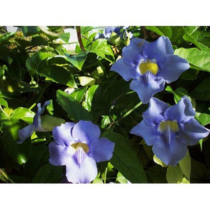 Cây leo cát đằng