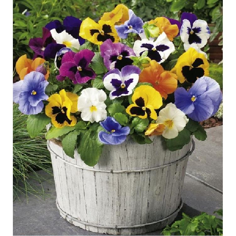Hạt giống hoa pansy hoa cánh đơn nhiều màu 100 hạt/gói