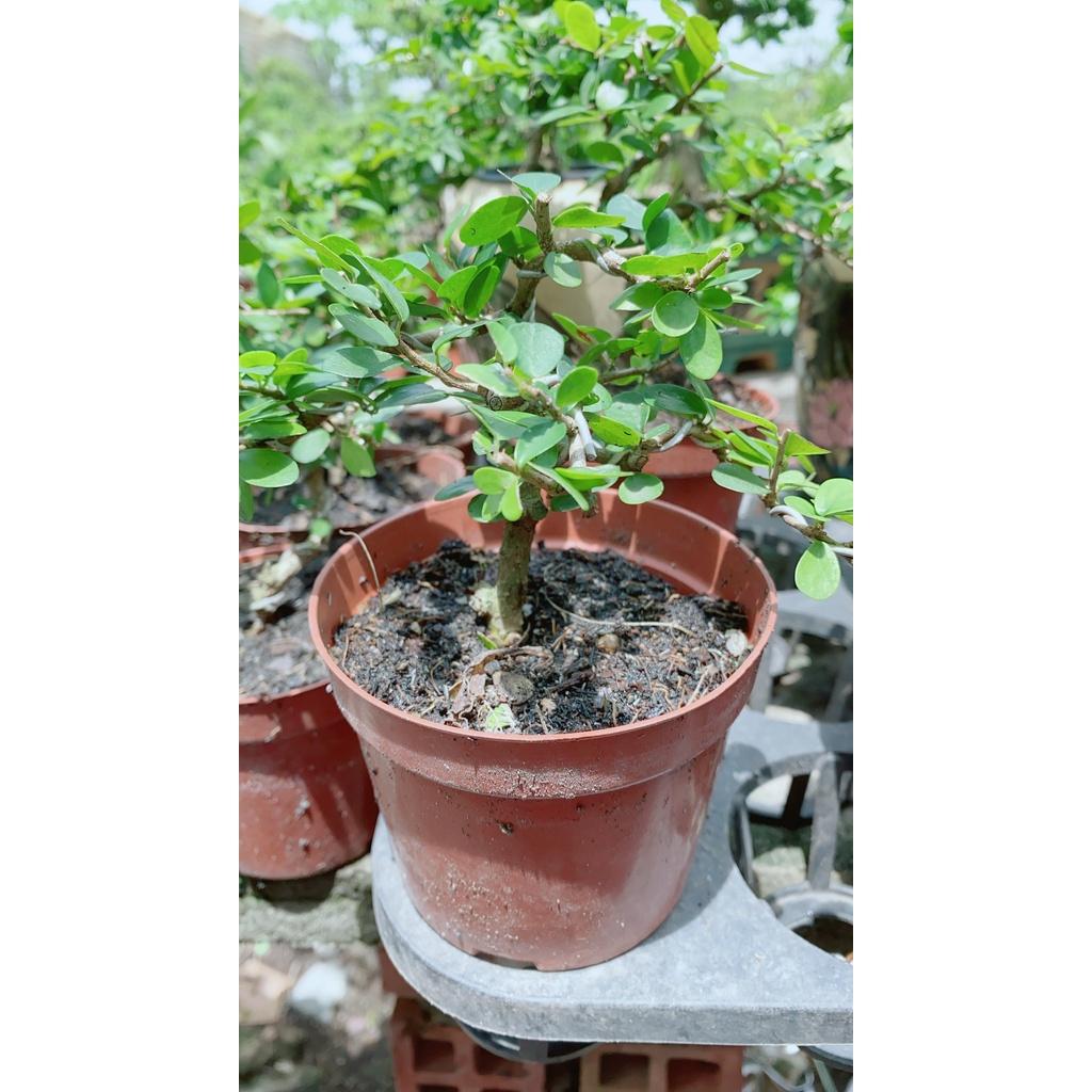 Linh Sam Trái Bonsai