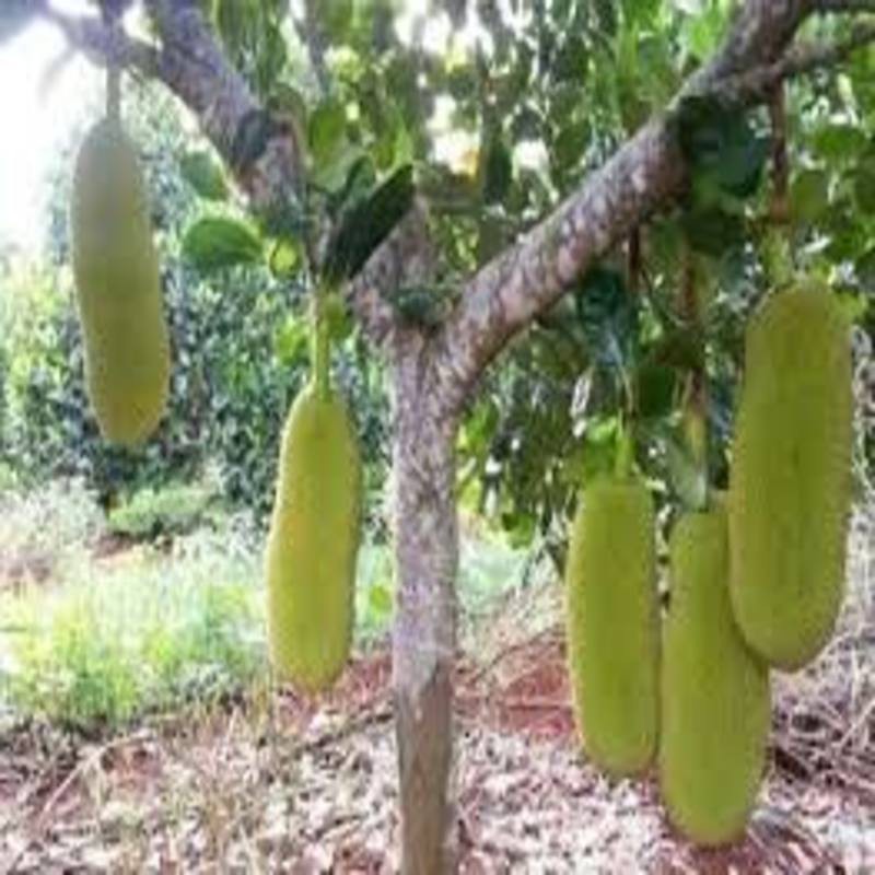 Cây giống mít trái dài