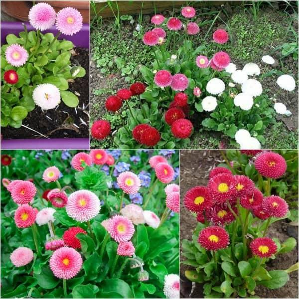 Hạt giống cúc Daisy cúc Anh Bellis