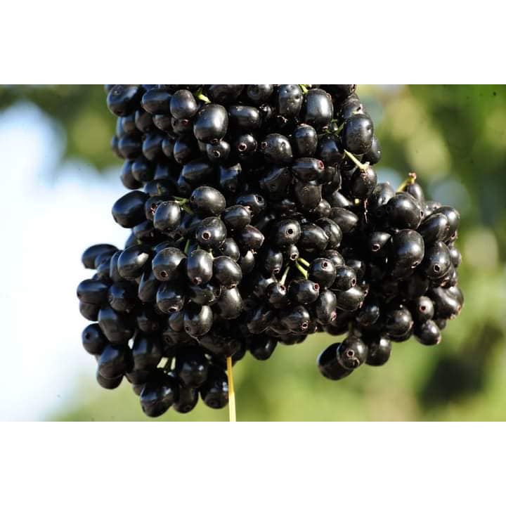 CÂY GIỐNG TRÂM GỐI LÙN TỨ QUÝ
