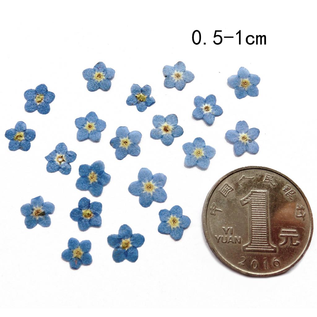 10x Pressed Dried Flower Dry Leaves for DIY Crafts Bookmark Cards Making