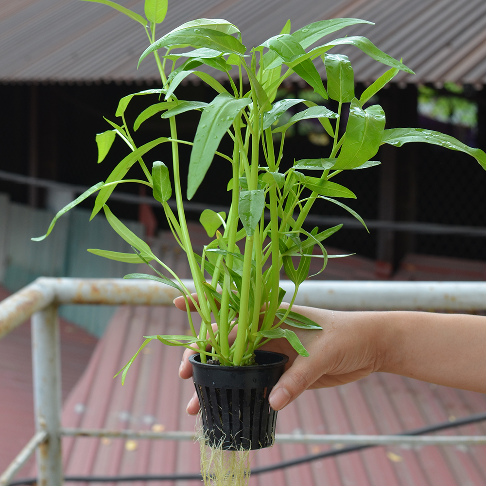 Hạt giống rau muống lá tre Hà Nội cao sản