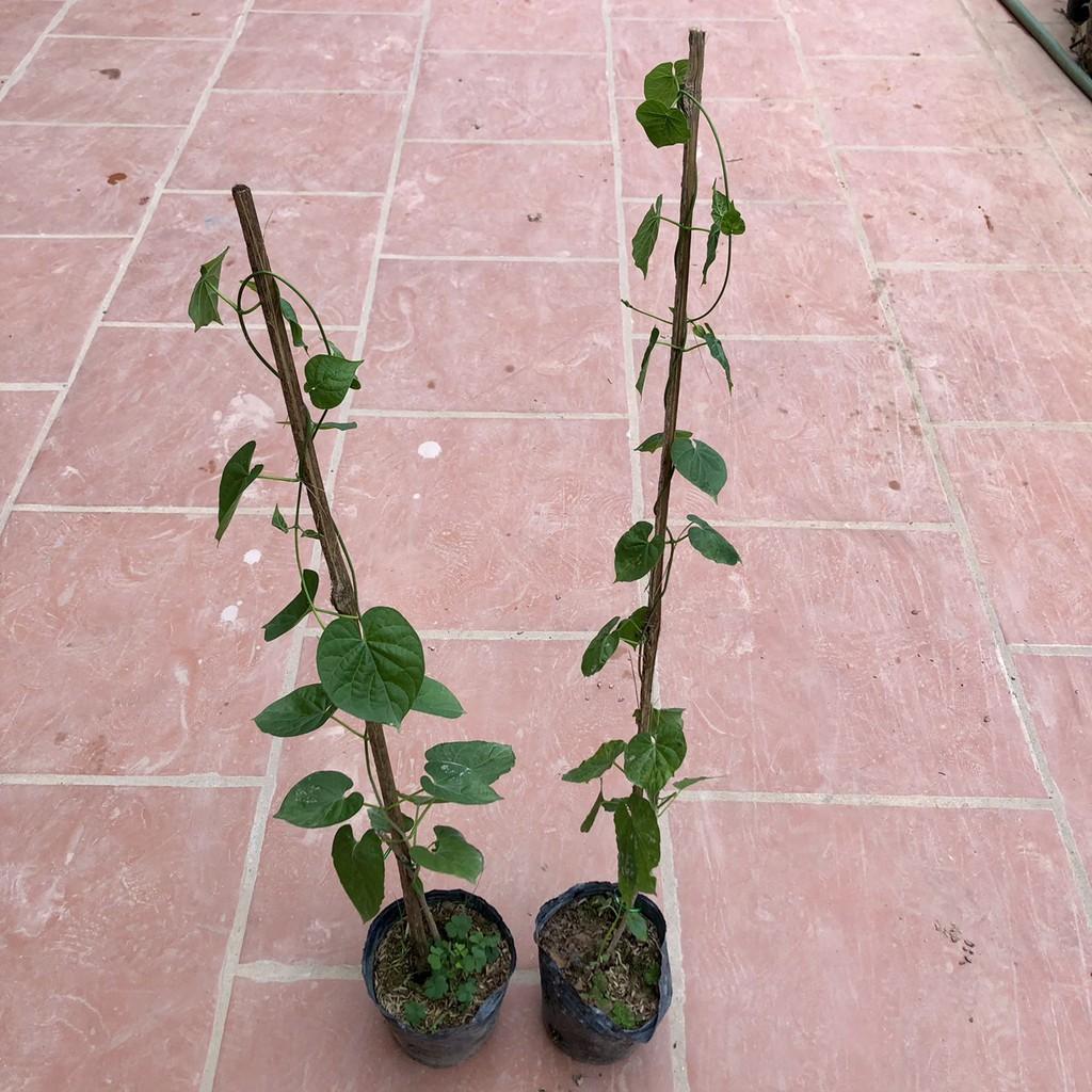 Cây hoa thiên lý giống siêu hoa .