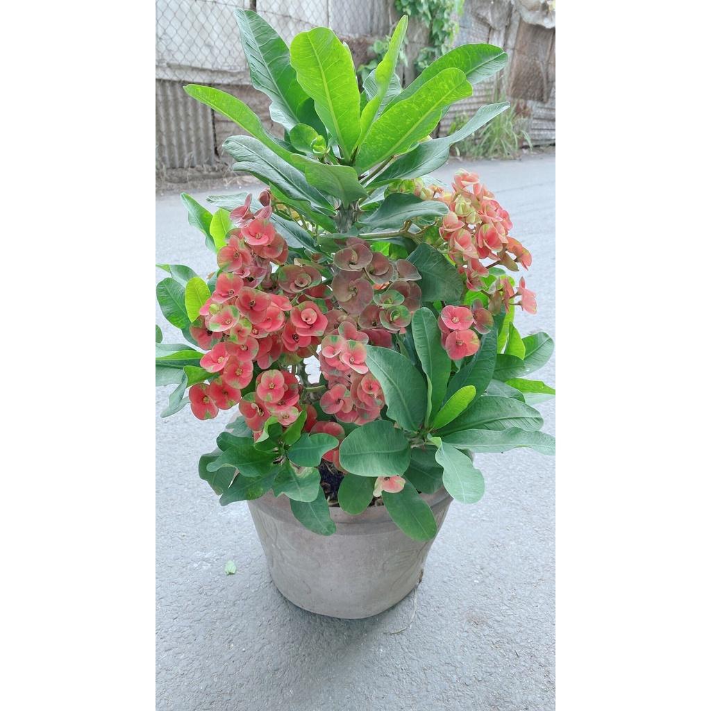 Chậu Xương Rồng Bát Tiên Lớn