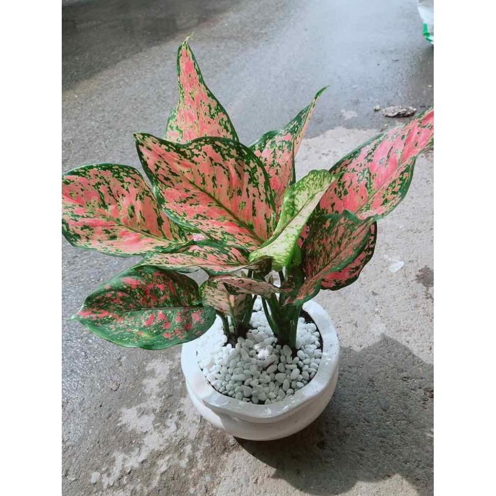 Chậu Vạn Lộc Bán Chạy
