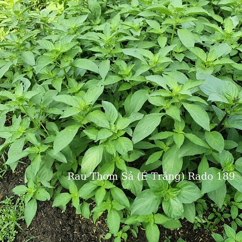 Hạt giống Lá É gói 5gr - Rất dễ trồng
