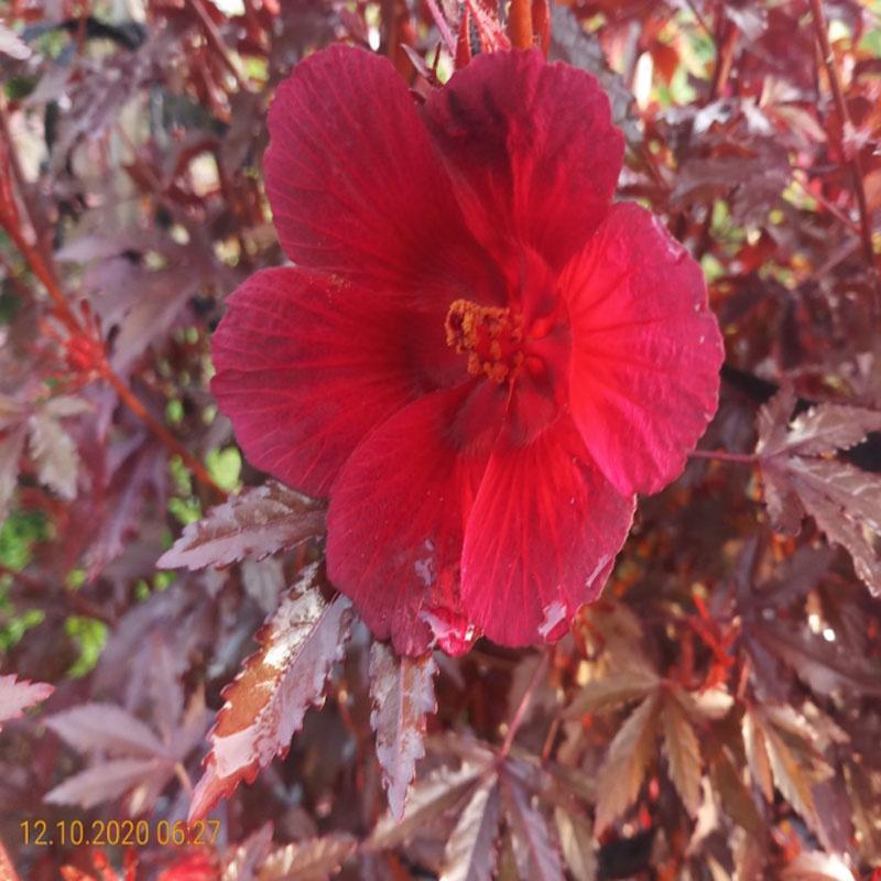 Cây bụp giấm Châu Phi ( Hibiscus lá đỏ) + tặng phân bón cho cây