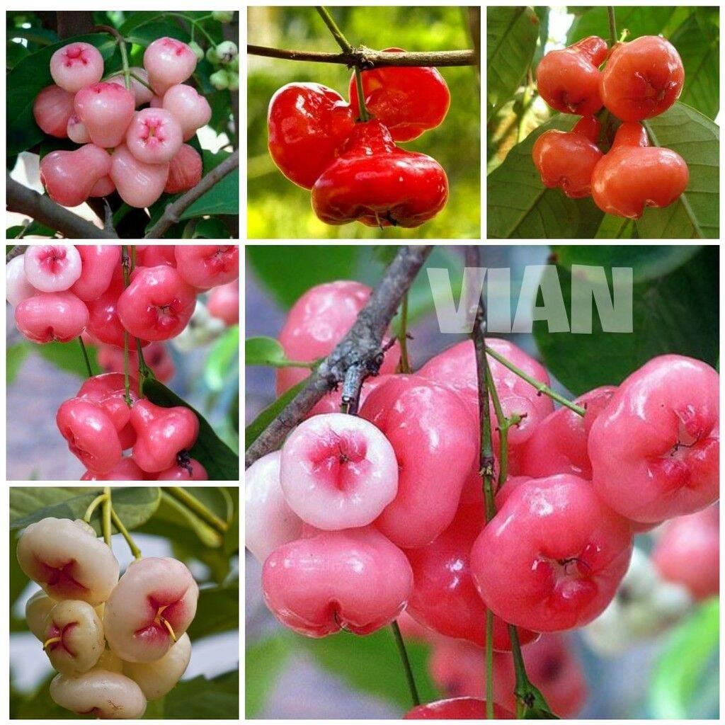 CÂY GIỐNG MẬN HOÀNG YẾN SIÊU SỚM