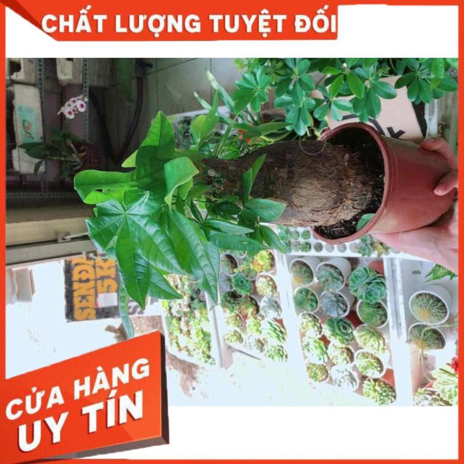 Kim ngân chân voi Nhiều Người Mua