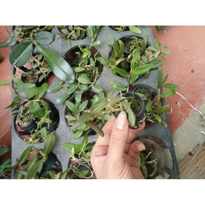 Hoa phong lan phi điệp tím thái - cây giống