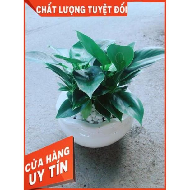 Chậu Trầu Bà Đế Vương