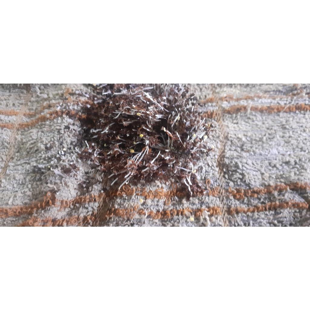 50 gram hạt giống bạch đàn trắng
