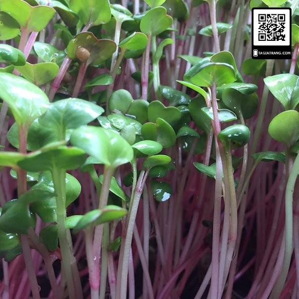 1KG Hạt giống rau mầm củ cải đỏ - Hạt giống mới, tỉ lệ nảy mầm cao