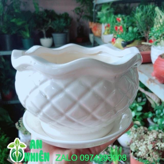 Chậu Trồng Cây