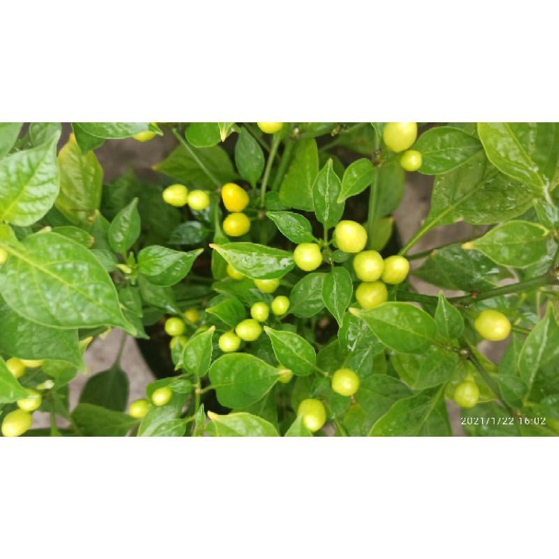 Phân bón hữu cơ