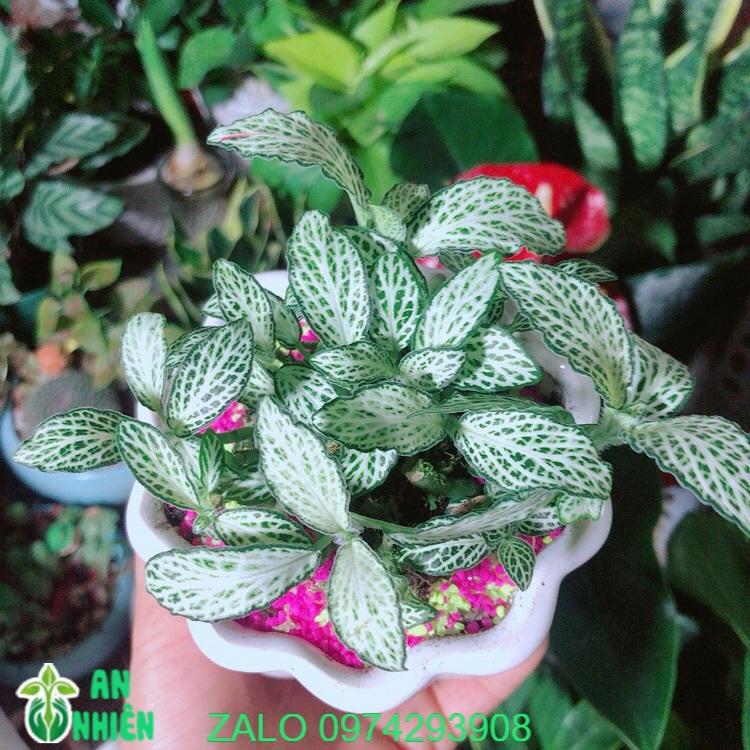 Chậu Cây Cẩm Nhung Màu Xanh