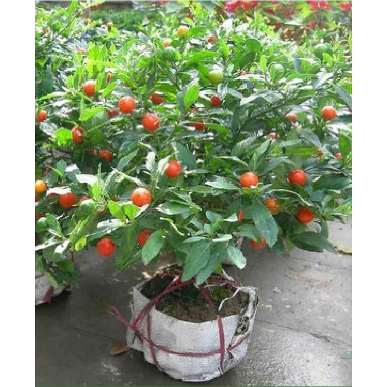 Hạt giống ớt kiểng quả tròn 30 hạt/gói