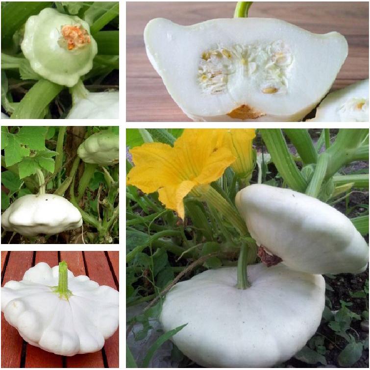 Hạt Giống Bí Đĩa Bay nhiều màu -gói 10 Hạt