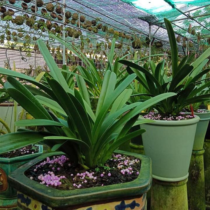 PHÂN BÓN - RYNAN 200 - CHUYÊN DÙNG CHO HOA LAN LÚC MỌC MẦM VÀ TRƯỞNG THÀNH