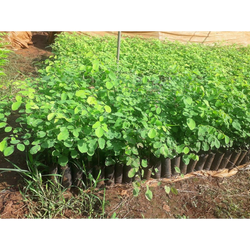1 KG HẠT GIỐNG Cây Trắc Đỏ Loại CHƯA TÁCH VỎ .