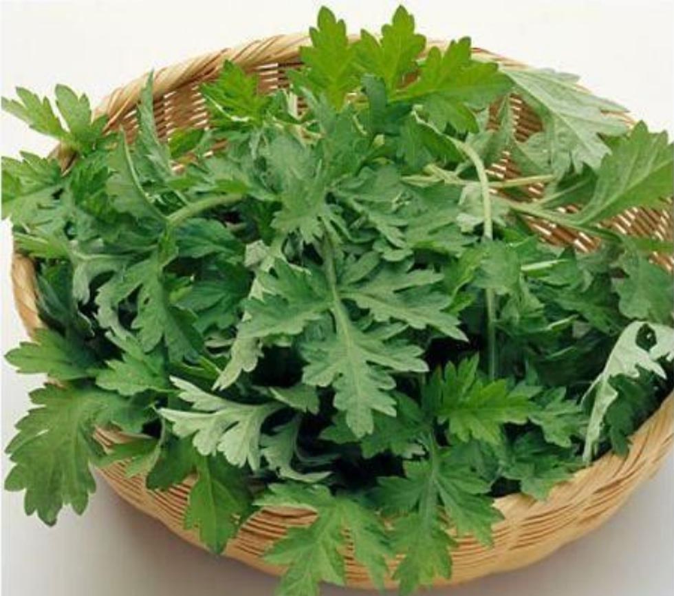 Hạt Giống Cây Ngải Cứu